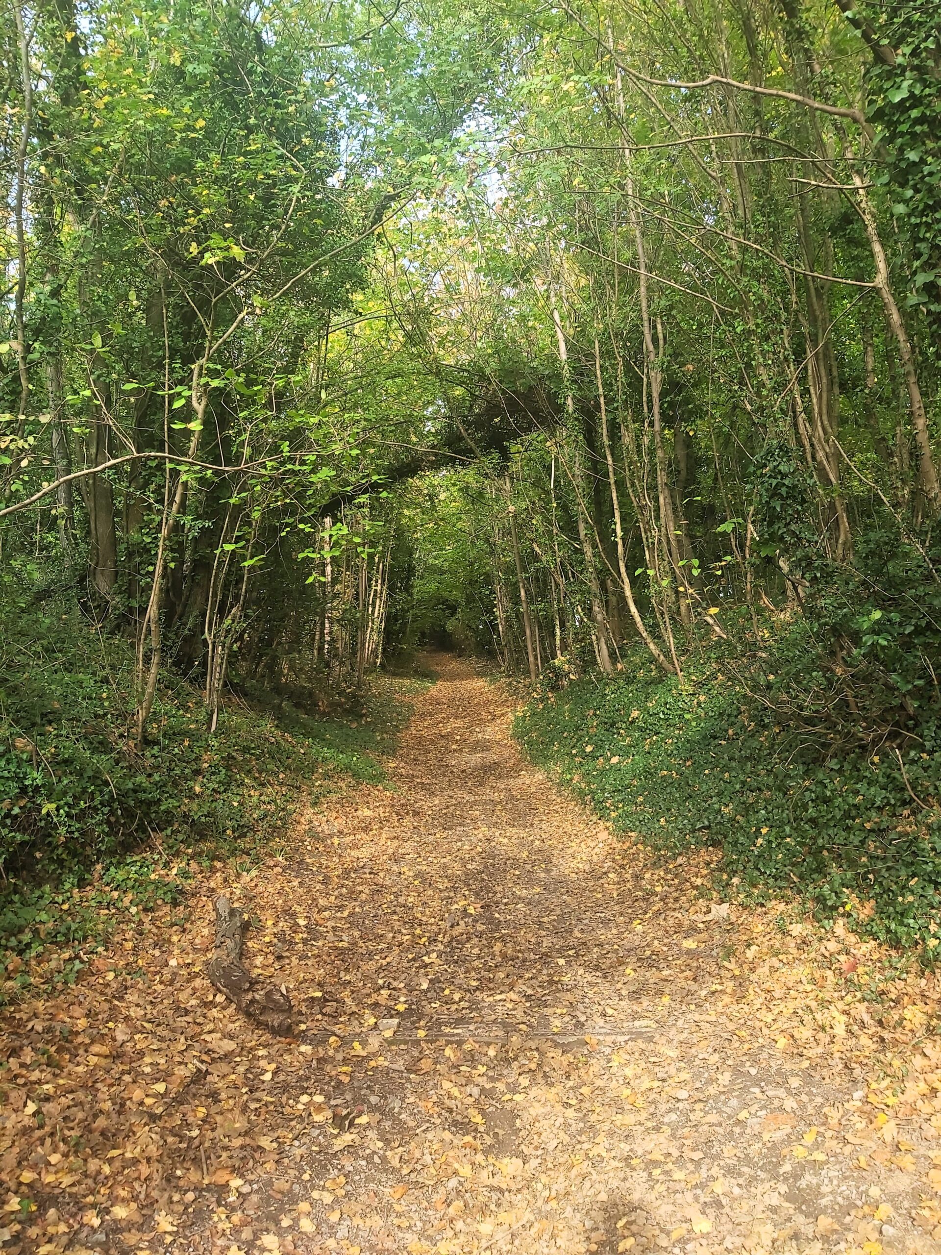 The wooded walkway to Kit's Coty at Aylesford, Kent, England.
