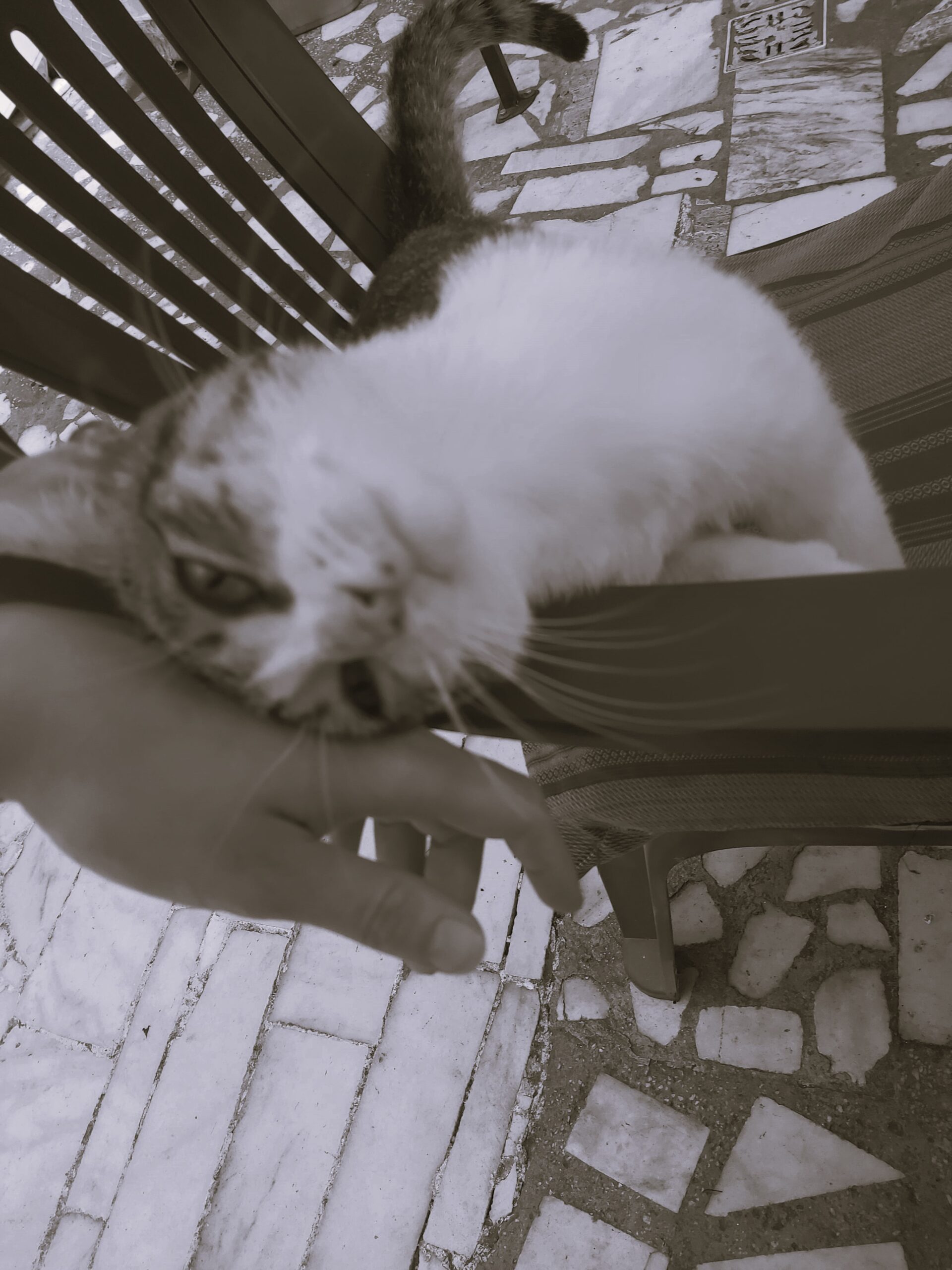 A friendly cat at Baile Herculane, Romania.