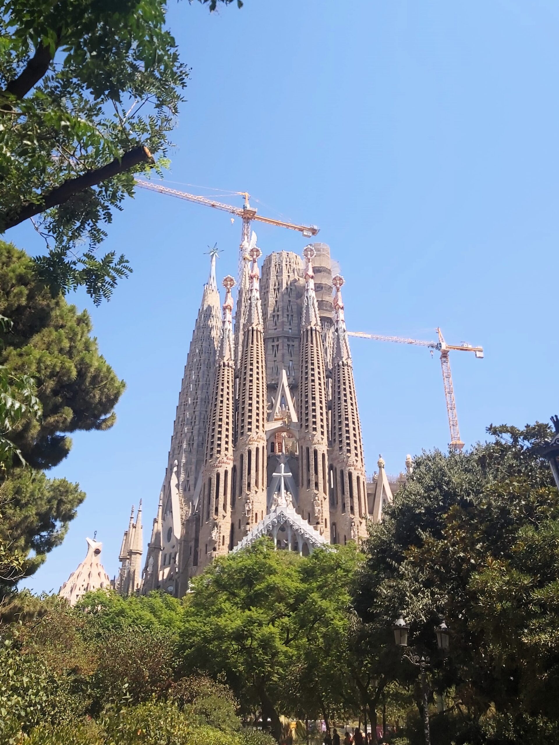 Sagrada Familia and cranes towering above the trees in Barcelona, Spain