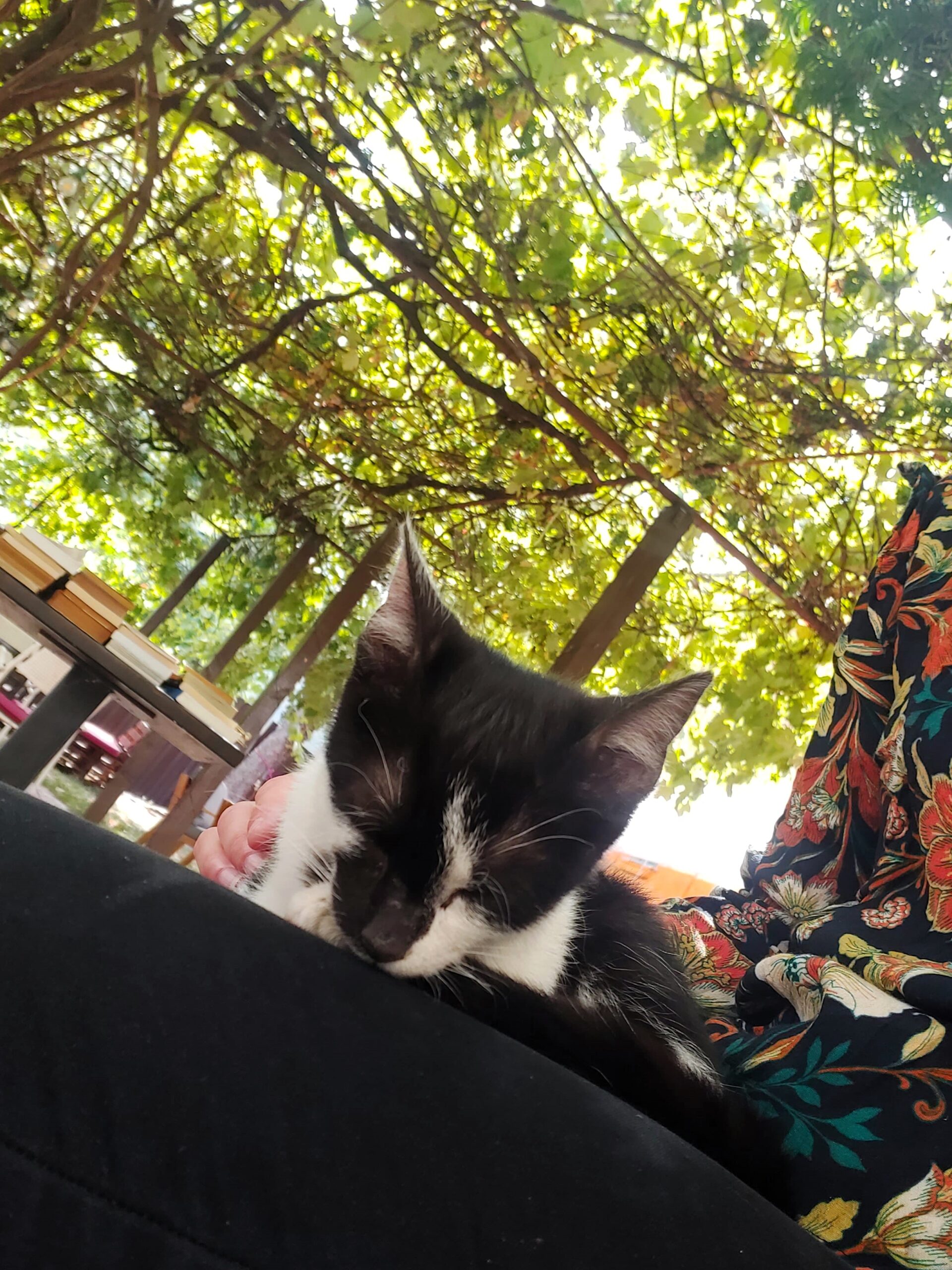 A black and white cat snoozing on Wandering Lewis's lap in Timisoara, Romania