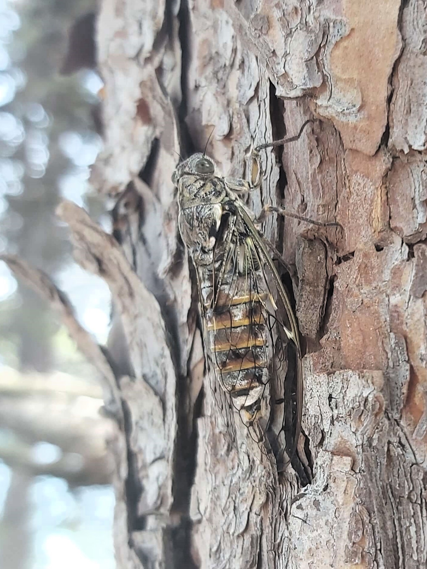 A cicada on a tree, Pula, Croatia