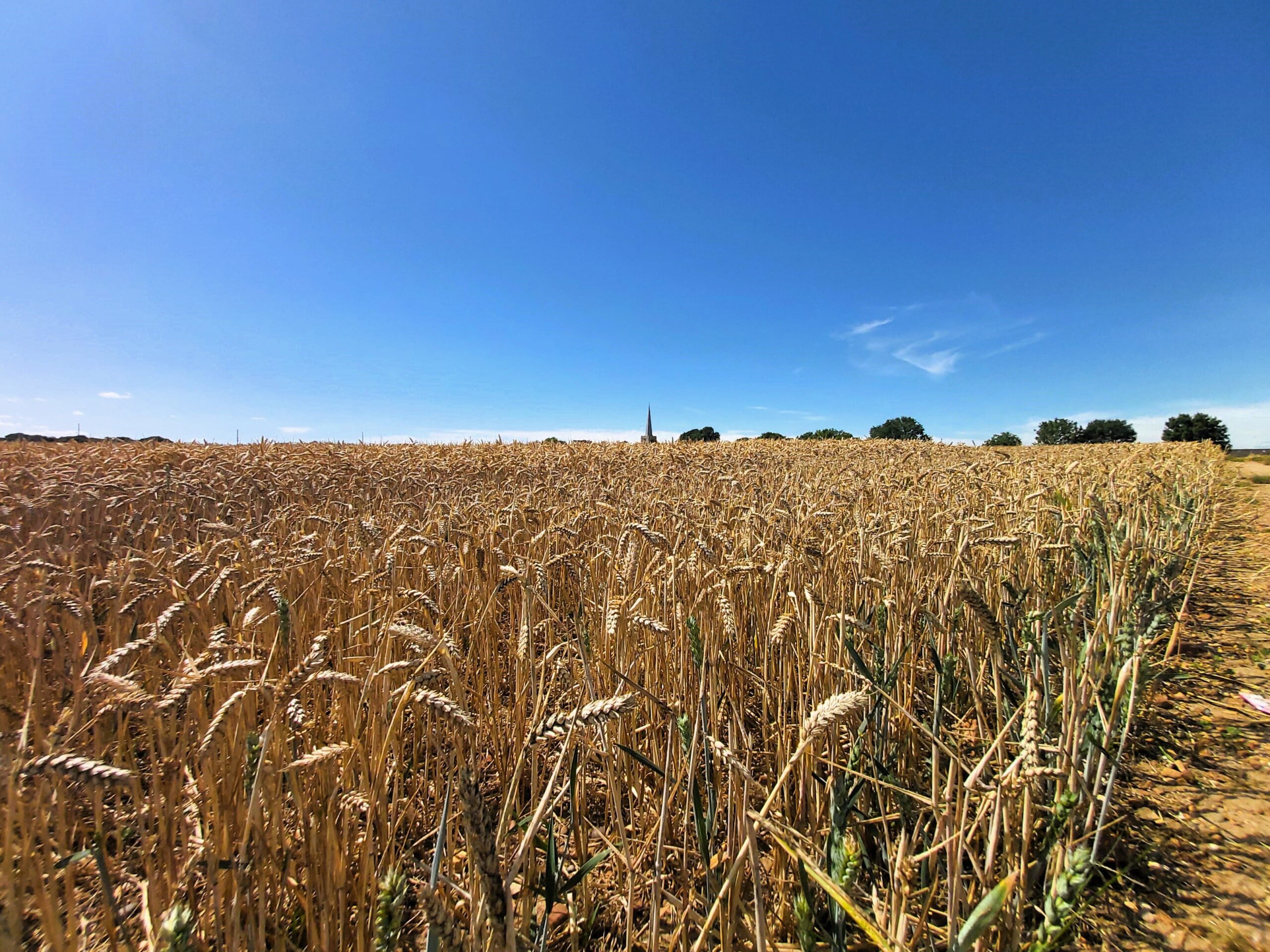 A cornfield with a church spire in the distance in Hoo, Medway, England