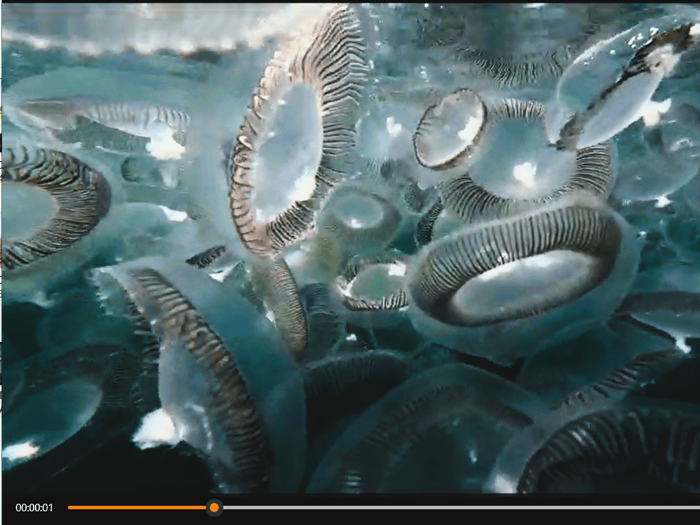 Jellyfish screenshot from Carlyon bay, Cornwall, England