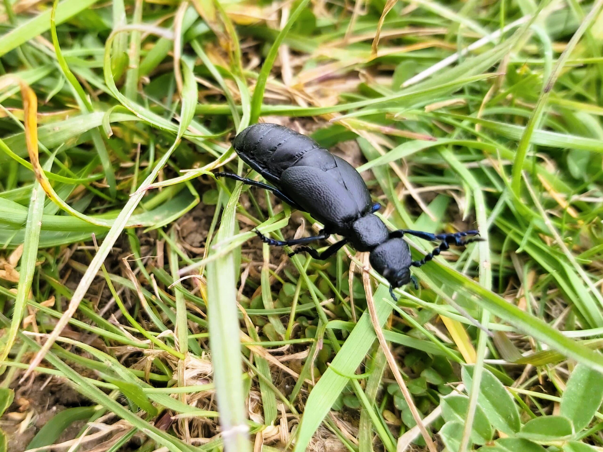 A beetle found near The Cuckoo Stone, a Neolithic or Bronze Age standing stone near Woodhenge, England
