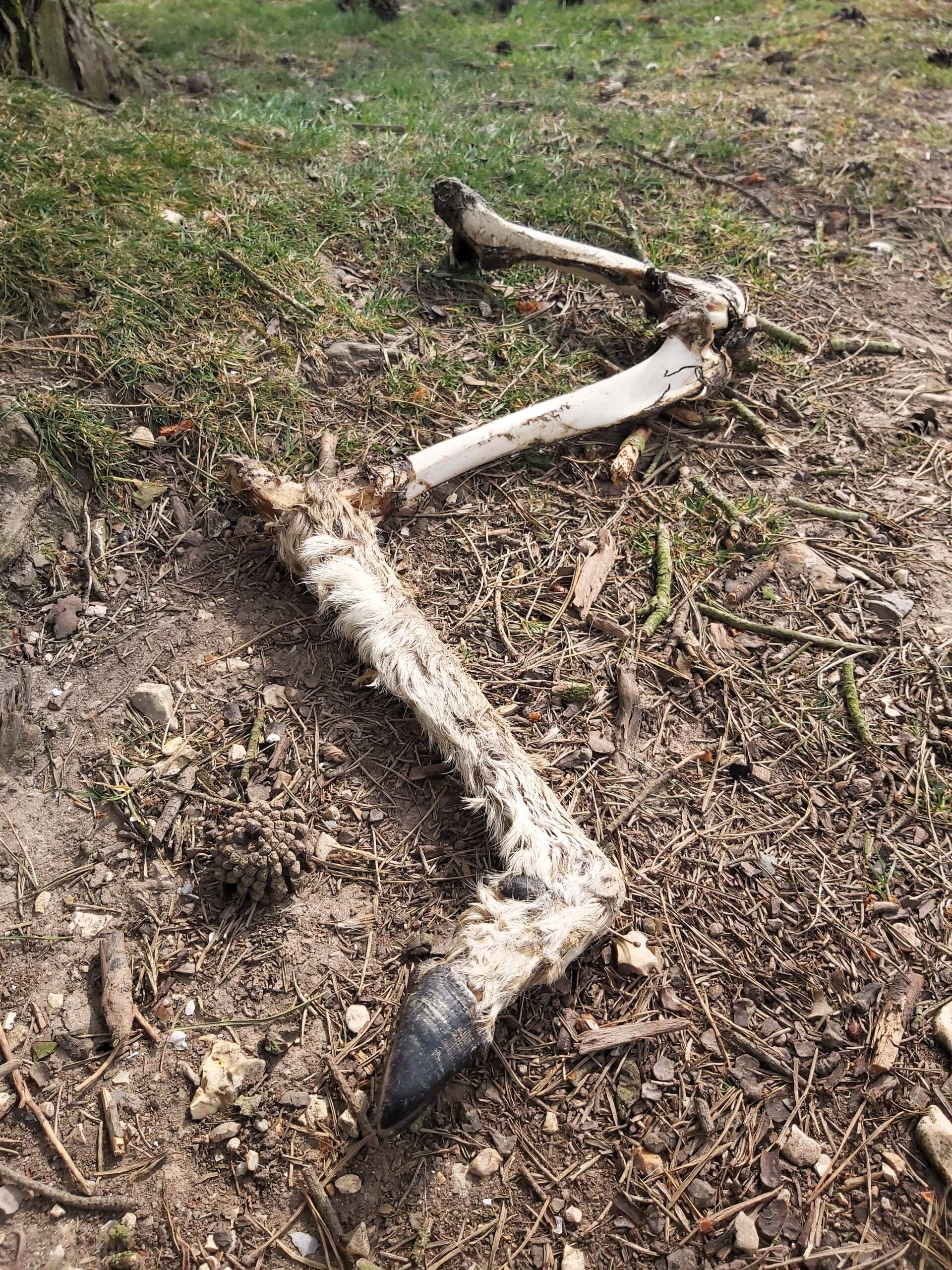 A half eaten deer leg found by Wandering Lewis in the New Forest, England.