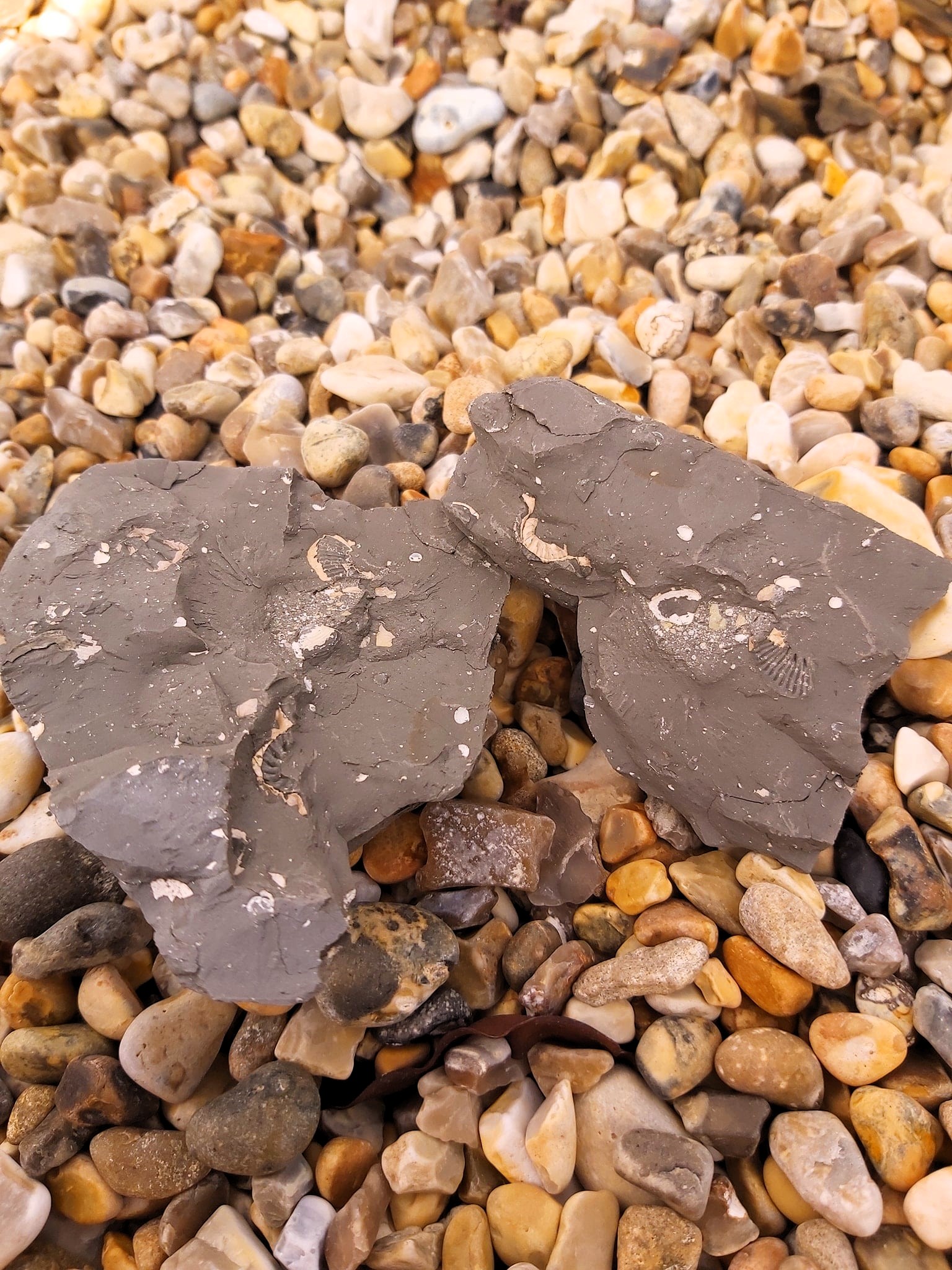 A rock cracked in half, revealing fossils inside. Found on Ringstead beach, Dorset, England