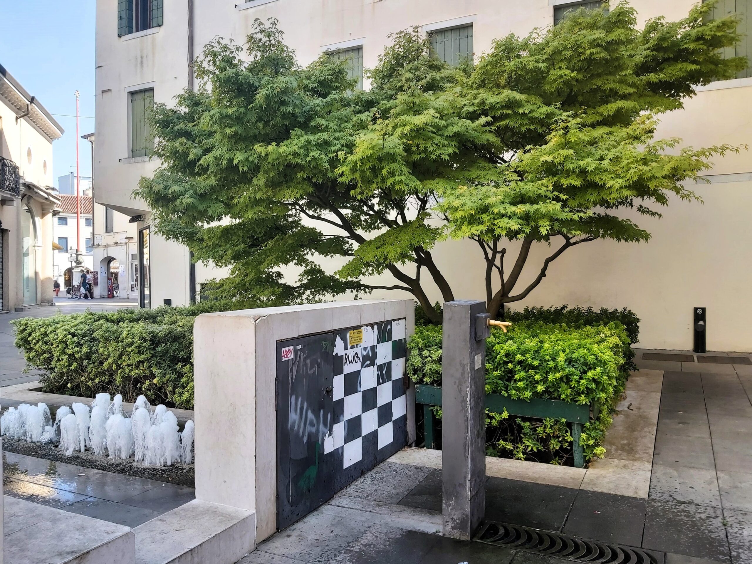A beautiful Japanese-looking tree in Mestre, Italy by a small modern fountain.