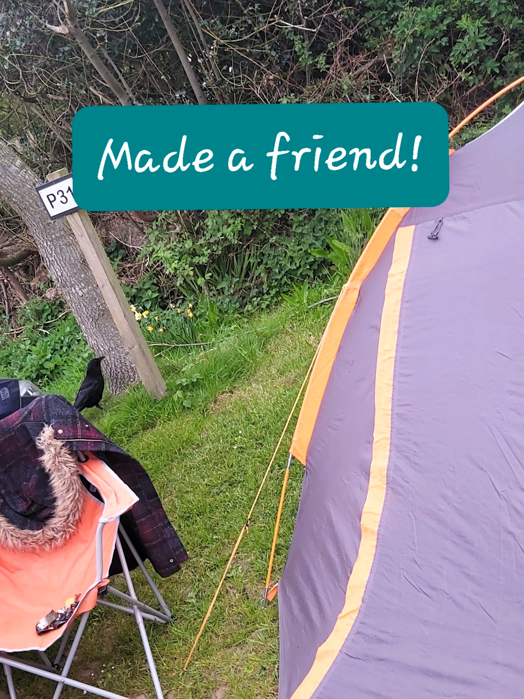 A crow next to a tent with a comment "Made a friend!" at Norden Farm Campsite, Dorset, England