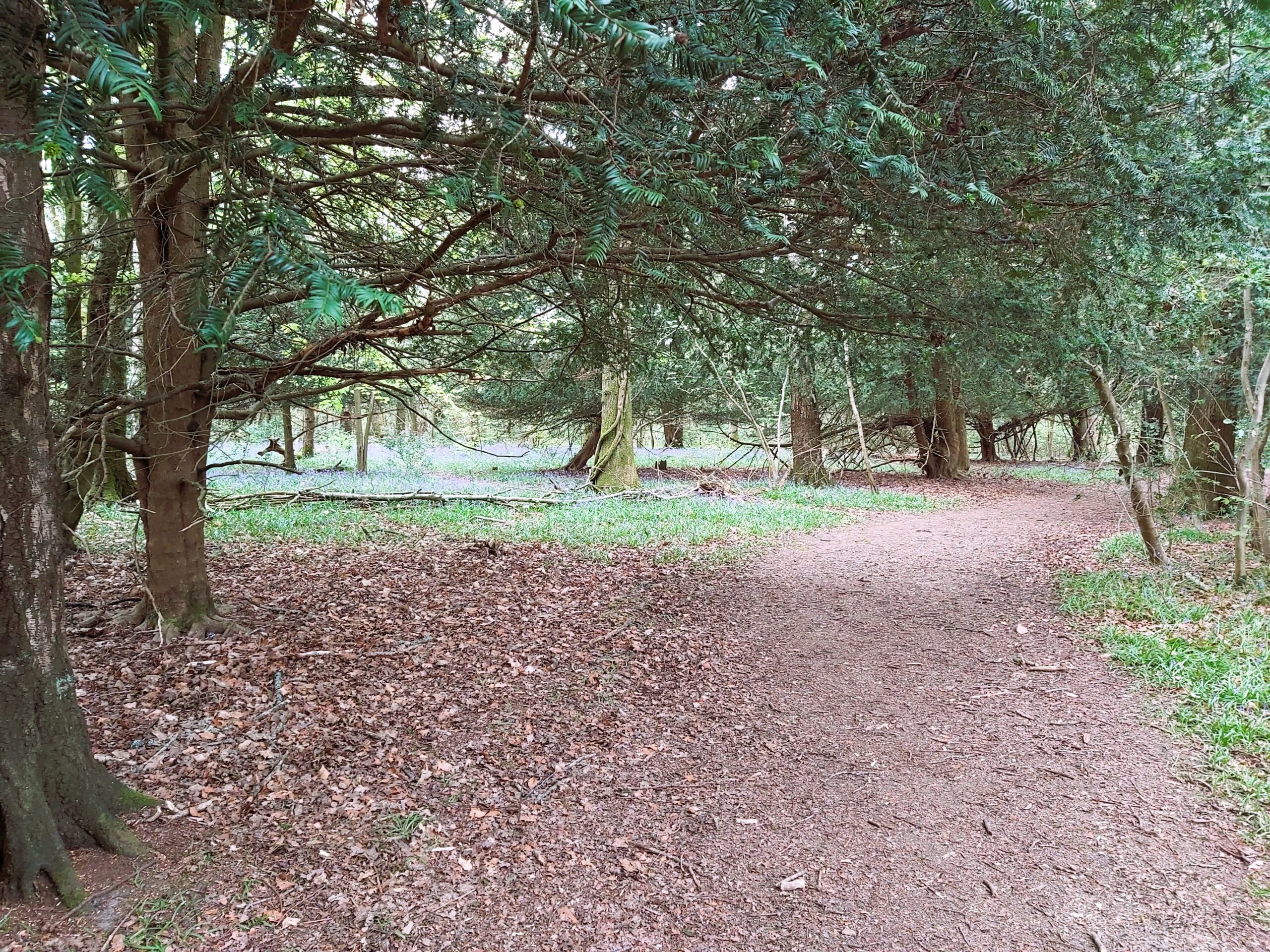 Tinney's Firs trees and path, New Forest, England