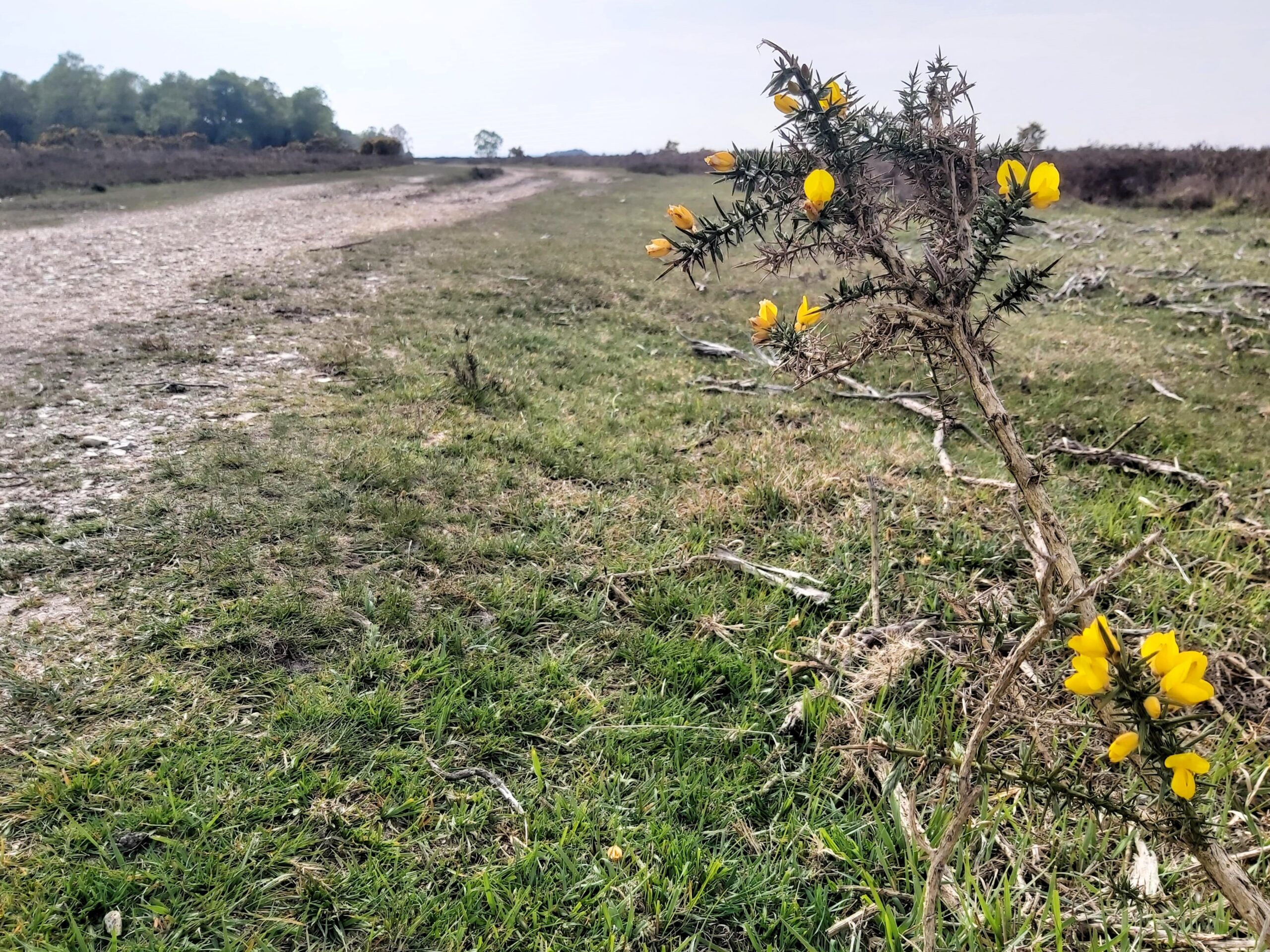 A yellow-flowered thorny branch in the New Forest, England